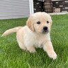 Needing a new home for golden retriever