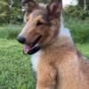 Rough collie (lassie dog) 5 months old male