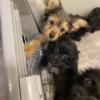 Yorkie/Pomeranian Puppies, Ready for home now Text only