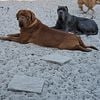 Neapolitan Mastiff and dogue de Bordeaux Studs