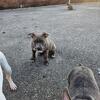 5 month old American bully
