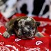 Akc French Bulldog puppies