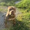 American bully