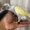 Only 2024 Opaline Cleartail, recessive pieds and more