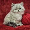 Himalayan Kittens are now Available to go