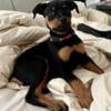 Gorgeous female Rottweiler puppy. CKC