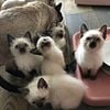 Pure breed Siamese kittens, ready for new home. $360-660