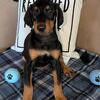 🐾 AKC Registered Doberman Puppies – 🐾