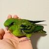 Lineolated Baby available