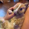 BUNNY 