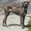Male cane corso