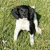 French Brittany puppies