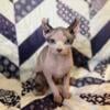 Elf eared Female Sphynx kitten