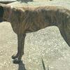 1 year old female AKC English mastiff