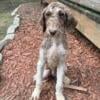 MULTIGENERATIONAL LABRADOODLE