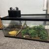 Leopard Gecko