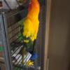 Sun conure, birds, bird. for sale