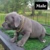 American Bully 2X Miagi