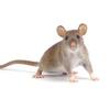 FEEDER RATS  located in Northern Indiana