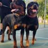 Rottweiler puppy for sale