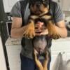 Rottweiler puppies Akc