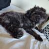 Toy havanese poodle for sale