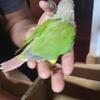 Tamed hand fed conures 