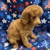 AKC REGISTERED RED MINIATURE POODLES