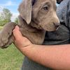 AKC LABRADOR REGISTERED