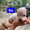 Mixed Pit/Bull Terrier Puppies for Sale