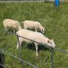 Yearling Icey Cheviot ewes (5 for $1475 or $300 each)