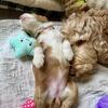 Doodle Puppies for sale