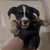 Affordable XL American Bully Puppies - Ready Now!