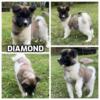 DIAMOND, female Akita puppy born 6-20-24