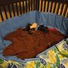 Beautiful pups for sale