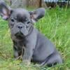 $2,290 Blue Amelia - beautiful French Bulldog puppy for sale.