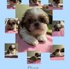 Two adorable sweet Shihtzu boys ready to meet their forever family! Maybe for Christmas?