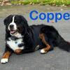 Beautiful Bernese Mountain Dog Puppies