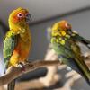 Sun conures