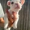 AKC merle pie female French Bulldog