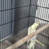 Beautiful Cockatiels with cage