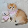 NEW Elite British kitten from Europe with excellent pedigree, female. Kimberly