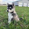 Mini Alaskan Klee Kai - Kane