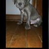 Cane Corso Puppy excellent temperament