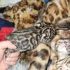 TICA registered Glittered Bengal Babies