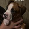 10 Week Old Boxer Puppies / 3 Boys, 1 Girl