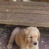 Reduced! AKC Golden Retriever Puppies