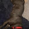 Shar pei