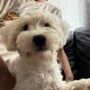 Dogs and puppies