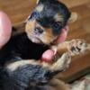 Yorshire terrier puppies